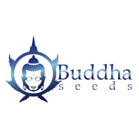 Buddha Seeds