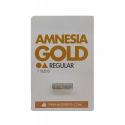 Amnesia Gold reg (Py)