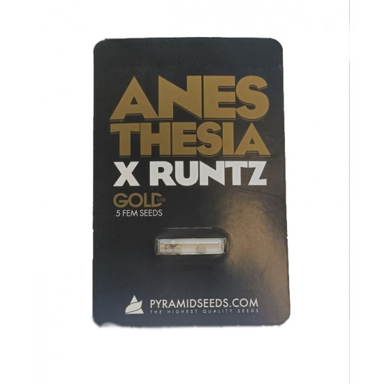 Anesthesia x Runtz fem (Py)