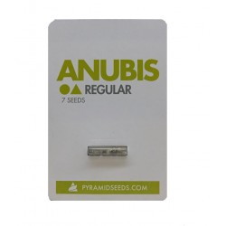 Anubis reg (Py)