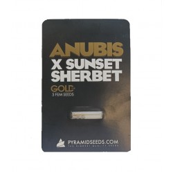 Anubis x Sunset Sherbet fem (Py)