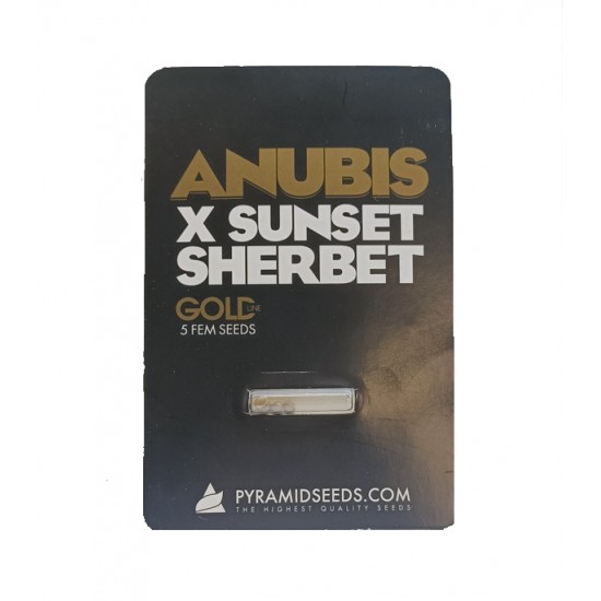 Anubis x Sunset Sherbet fem (Py)