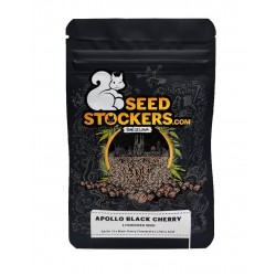 Apollo Black Cherry fem (SdSt)