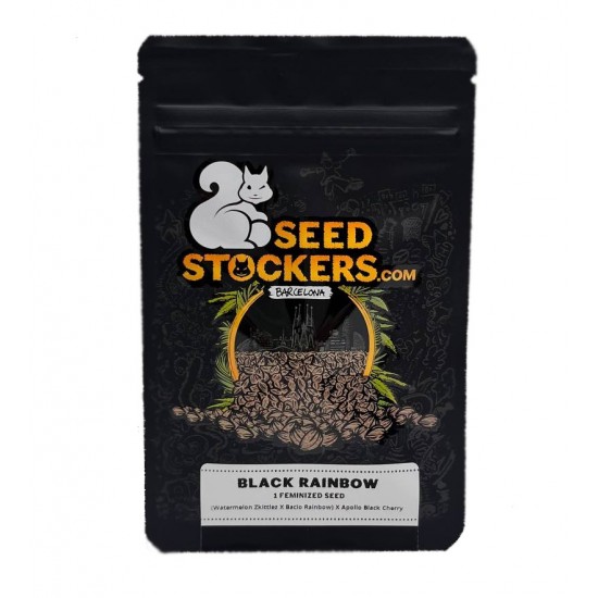 Black Rainbow fem (SdSt) NEW 2024 Black Rainbow fem (SdSt) NEW 2024