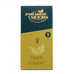 Dutch Dragon fem (P)