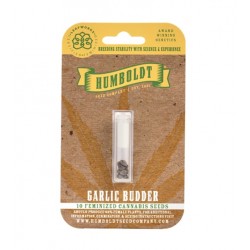 Garlic Budder Fem (HmbSC)