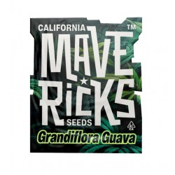 Grandiflora Guava Fem photofem (Mvr)