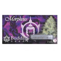 Morpheus fem (BudS)