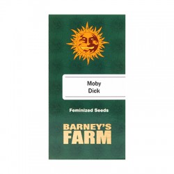 Moby Dick fem (Brn)