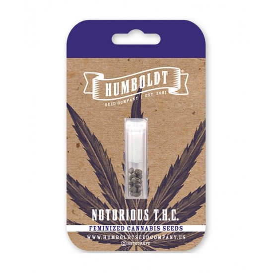 Notorious THC Fem (HmbSC)