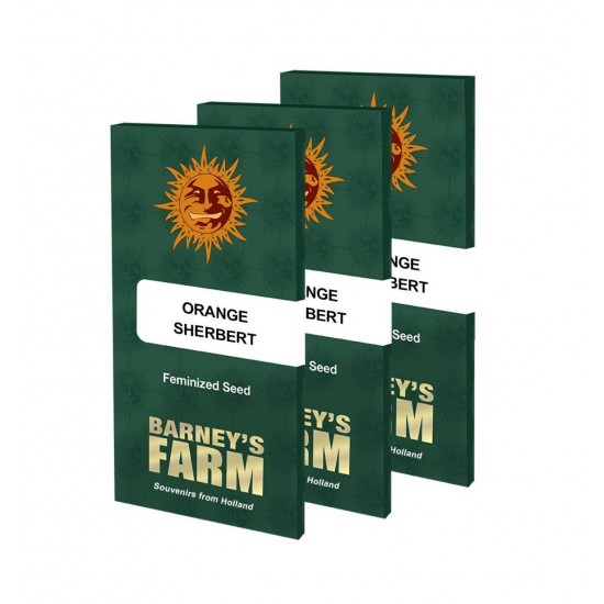 Orange Sherbert fem (Brn) Orange Sherbert fem (Brn)