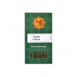 Peyote Critical fem (Brn)