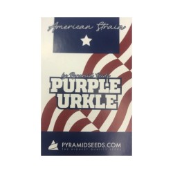 Purple Urkle fem (Py)