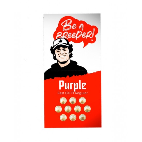 Purple Fast F1 BX regular fast reg (DctCh) Purple Fast F1 BX regular fast reg (DctCh)