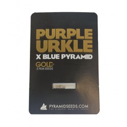 Purple Urkle x Blue Pyramid fem (GOLD_Py)