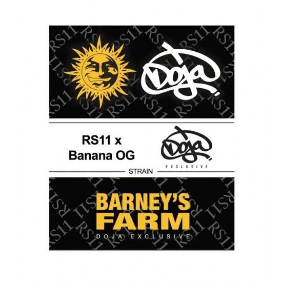 RS11 X Banana OG fem (Brn)