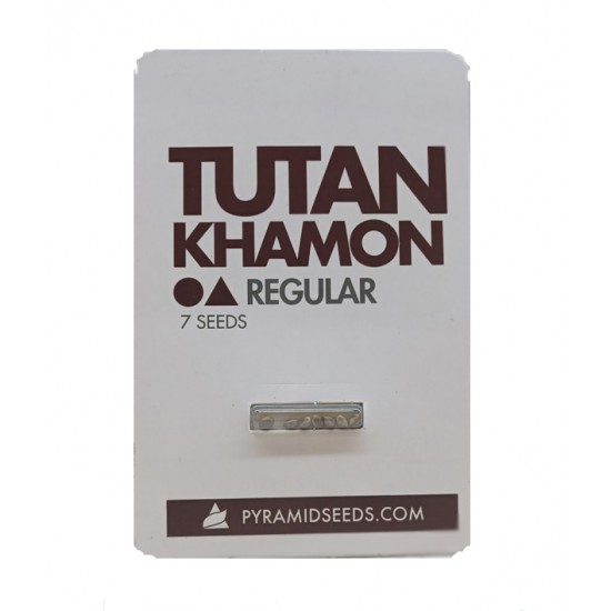 Tutankhamon reg (Py)