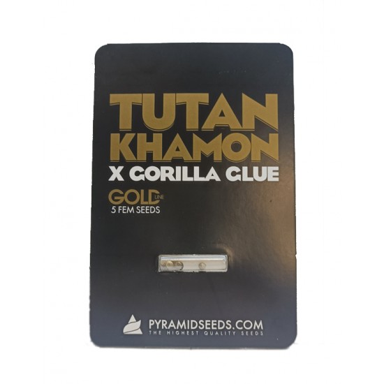 Tutankhamon x Gorila Glue fem (GOLD_Py)