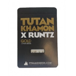 Tutankhamon x Runtz  fem (GOLD_Py)