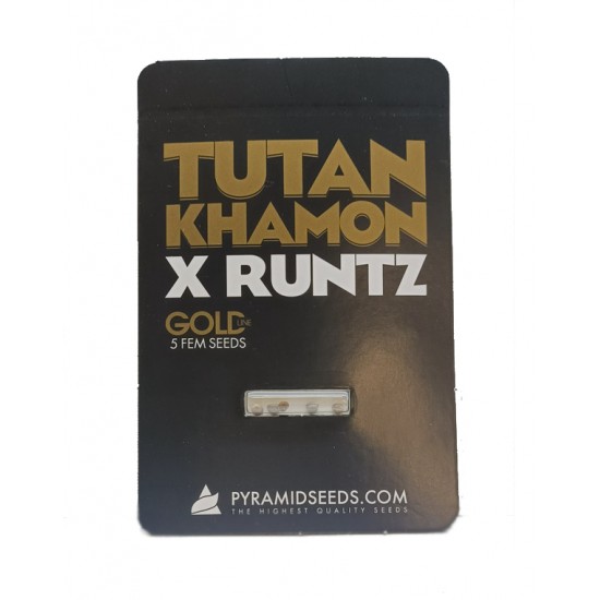 Tutankhamon x Runtz  fem (GOLD_Py)