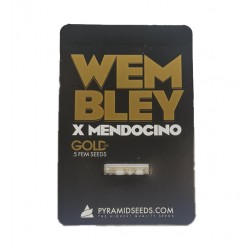 Wembley x Mendocino fem (GOLD_Py)