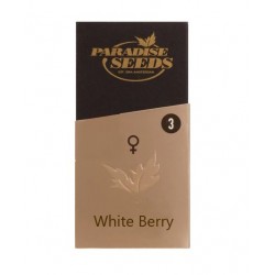 White Berry fem (P)