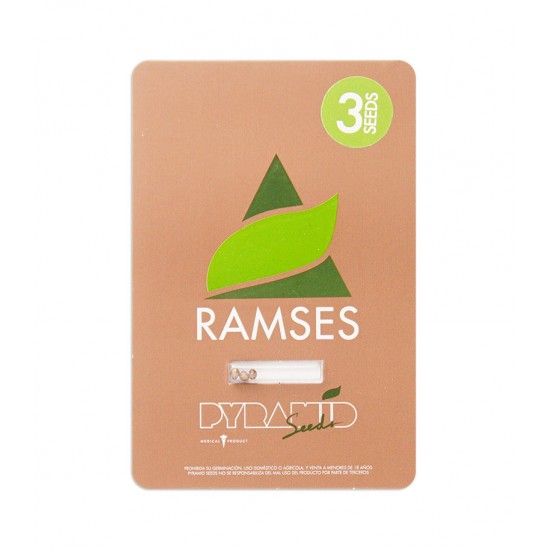 Ramses fem (Py)