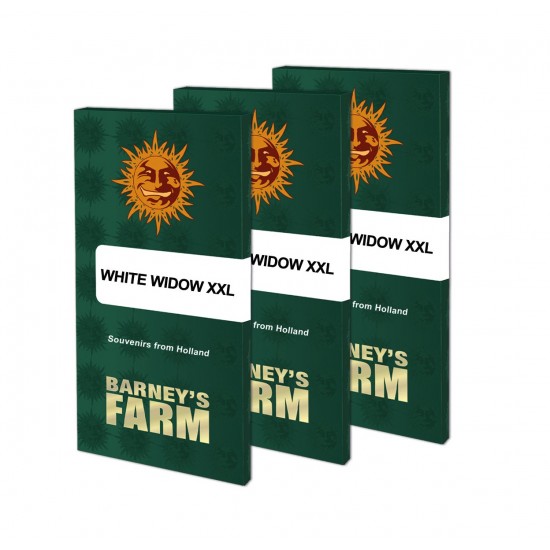 White Widow XXL fem (Brn) White Widow XXL fem (Brn)